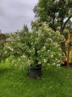 Toller Oleander Bayern - Fellheim Vorschau