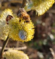 Bienen Bienenvolk Hessen - Limburg Vorschau