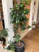 Ficus Benjamini ca 165cm Baden-Württemberg - Karlsruhe Vorschau