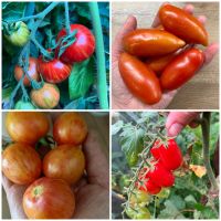 Tomatenpflanzen (verschiedene bunte Sorten) Nordrhein-Westfalen - Hövelhof Vorschau