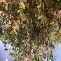Großer, künstlicher Ficus Benjamini Nordrhein-Westfalen - Viersen Vorschau