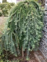 Pflanze Larix, Stiff Weeper, Outdoor Baden-Württemberg - Ellwangen (Jagst) Vorschau