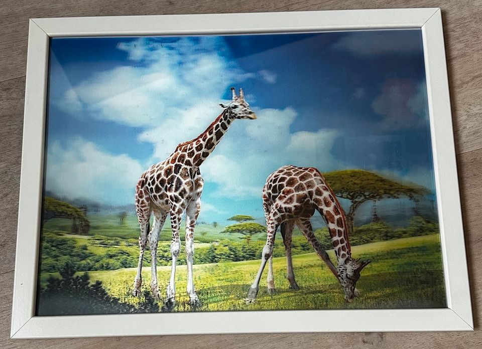 3 D Wandbild Giraffe mit Rahmen 43 x 33 cm in Chemnitz