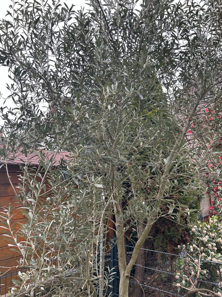 Olivenbaum ca. 2m groß in Duisburg