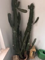 Kaktus Zimmerpflanze Niedersachsen - Braunschweig Vorschau