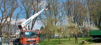 Baumfällung Hecke roden uvm Niedersachsen - Gielde Vorschau