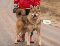 Tierschutz Hund Boss sucht ein liebevolles Zuhause! Rheinland-Pfalz - Koblenz Vorschau