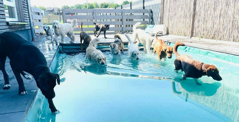 Hundepool aus Teichfolie PVC 1,5 mm patinagrün Badespaß für Hunde in Schwanewede