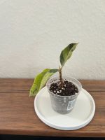 Ficus Elastica ‚Shivereana Moonshine’ - Sad Plant Kiel - Kiel - Altstadt Vorschau