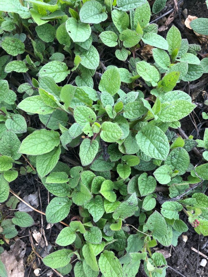 Pflanze: Beinwell (Symphytum officinale), Bodendecker, Staude in Stadtbergen