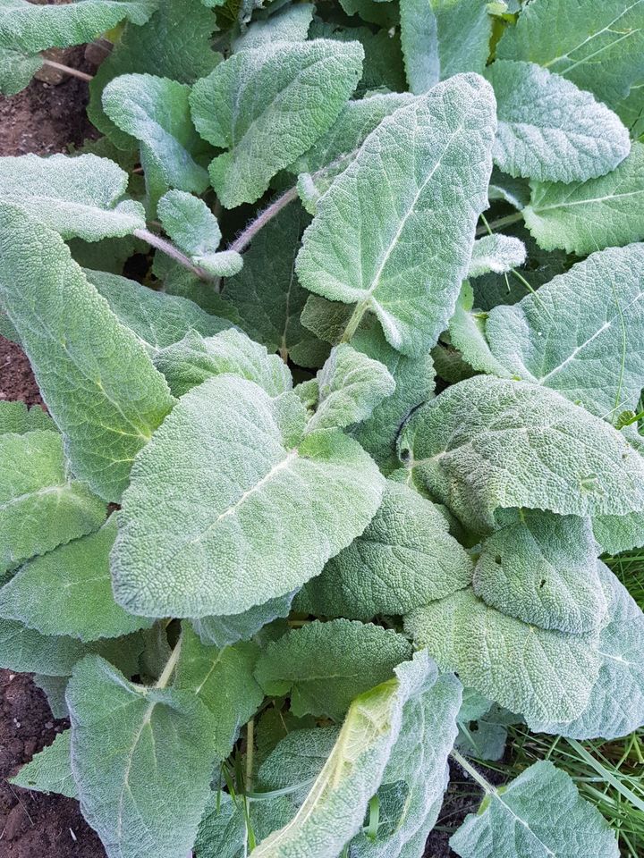 MUSKATELLERSALBEI - Heilkraut - Hummelmagnet - Bienenweide in Amelinghausen