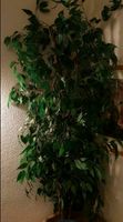 Künstlicher Ficus Benjamini!!Sehr dekorativ. Saarland - Wallerfangen Vorschau