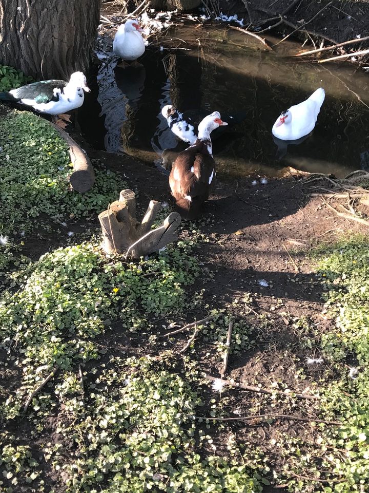 Enten Erpel Warzenenten Flugenten in Obermarchtal