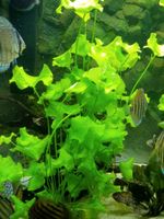 Aquarium Pflanzen # Flipper Lotus # Seekanne Brandenburg - Dallgow Vorschau