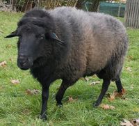 Rauhwolliges Pommern Landschaf RPL Pommern Zuchtbock Nordrhein-Westfalen - Lohmar Vorschau