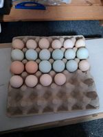 Eier von unseren Hühnern Nordrhein-Westfalen - Telgte Vorschau
