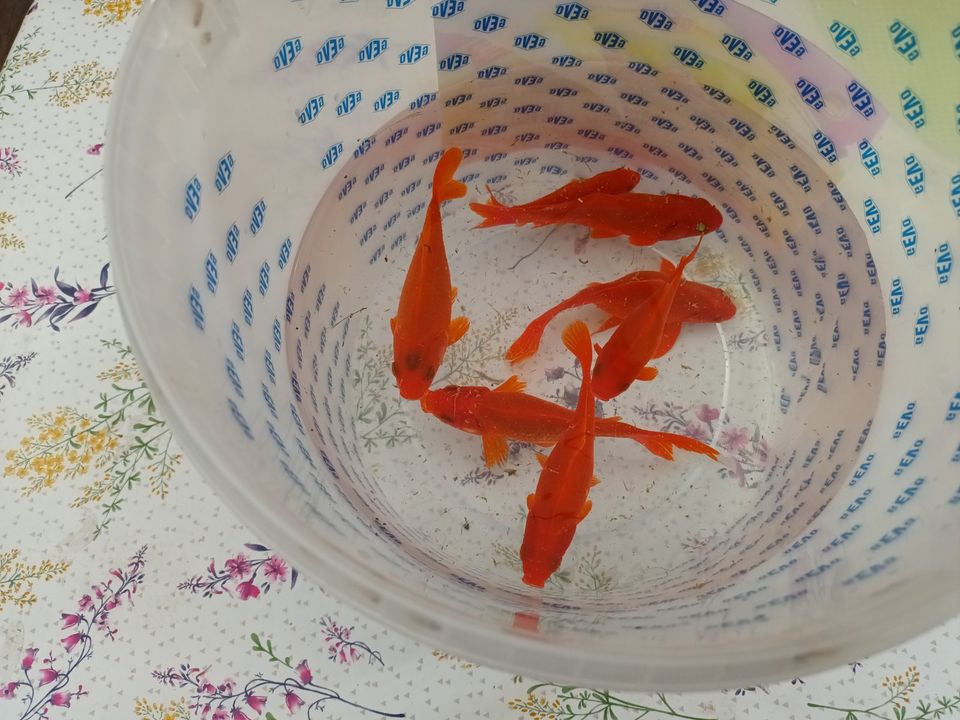 7 schöne Goldfische, 1 Jahr alt in Detern