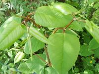 4x japanischer Bambus fallopia japonica schnellwachsend Baden-Württemberg - Frickingen Vorschau