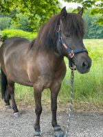 Pflegebeteiligung / Reitbeteiligung auf Isländer gesucht Schleswig-Holstein - Kiel Vorschau