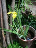 Sumpfschwertlilie Wasserlilie Lilie Gartenpflanze gelb Bayern - Niedernberg Vorschau