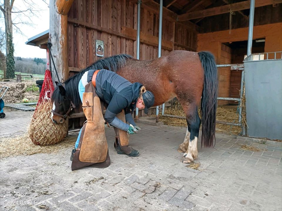Gelegenheit für Pferdekenner - 2 Pferde abzugeben in Witzenhausen