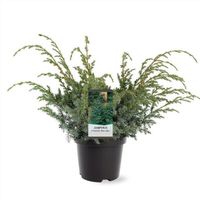 Blauer Chinesischer Wacholder Juniperus chinensis Blue Alps 40cm Nordrhein-Westfalen - Nordkirchen Vorschau