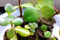 Geldbaum, Pfennigbaum, Crassula ovata, Pilea, Ufo-Pflanze Niedersachsen - Salzgitter Vorschau