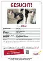 Suche unseren Kater Chili Schleswig-Holstein - Sieverstedt Vorschau