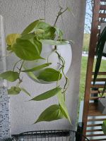 Philodendron Lemon Lime München - Thalk.Obersendl.-Forsten-Fürstenr.-Solln Vorschau