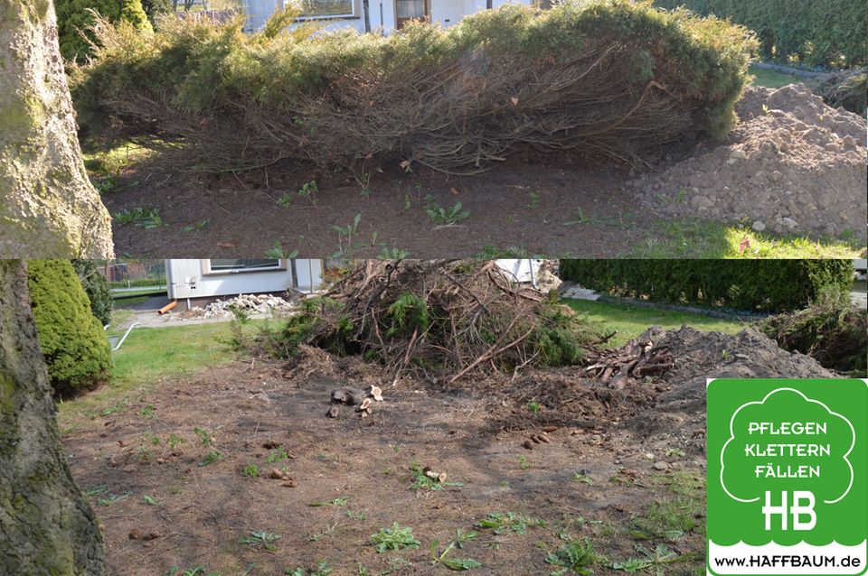 Hecken-schnitt Hecke pflegen be-schneiden ein-kürzen entfernen in Torgelow