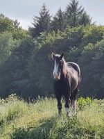 Tierkommunikation Schleswig-Holstein - Hohn Vorschau