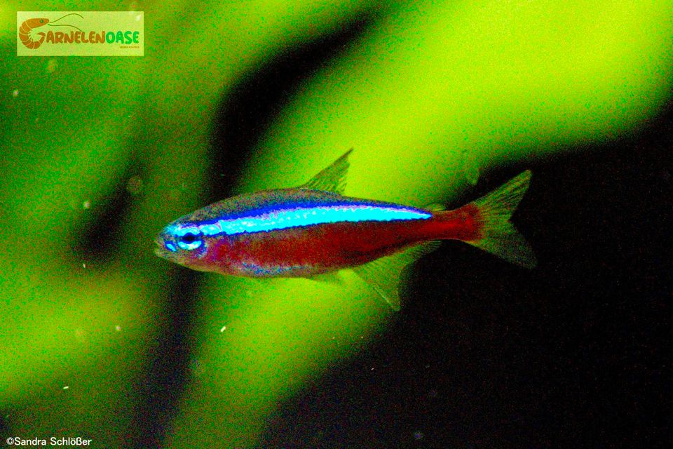 Roter Neon Königsalmler belem blue Aquariumfisch in Krefeld