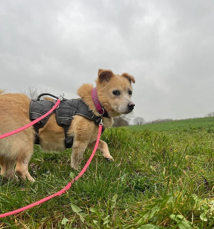 Zauberhafter PEPE ❤️ a.d. Tierschutz sucht seine Familie in Dänischenhagen