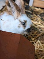 Zwergkaninchen Kaninchen Hasen Baden-Württemberg - Esslingen Vorschau