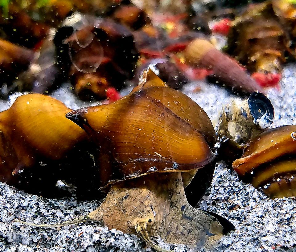 Stachelige Turmdeckelschnecke  Igelschnecke Brotia pagodula in Bochum