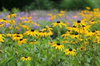 gartengestaltung - natürlich farbig abwechslungsreich Dresden - Cotta Vorschau