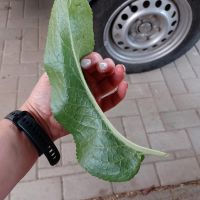Gewürz Gartenkresse frisch Blätter für Salat, Soßen etc. Sachsen-Anhalt - Wenze Vorschau