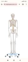Skelett menschliches Skelett Anatomie Baden-Württemberg - Remseck am Neckar Vorschau