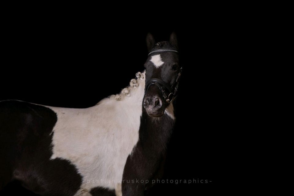 Reitbeteiligung/ Pony sucht Kind mit Reithalle in Travenbrück