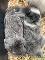 Zwei Löwenkopf Kaninchen abzugeben Berlin - Treptow Vorschau