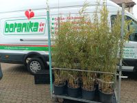 Gartenbambus Fargesia robusta 'Campbell' Nordrhein-Westfalen - Simmerath Vorschau