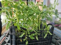 Fleischtomaten Tomatenpflanzen Kr. München - Unterschleißheim Vorschau
