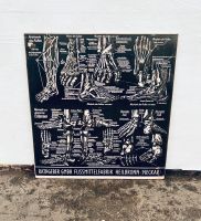 Vintage Lehrkarte Anatomie Fuß 60er Lehrtafel 50er Köln - Ehrenfeld Vorschau