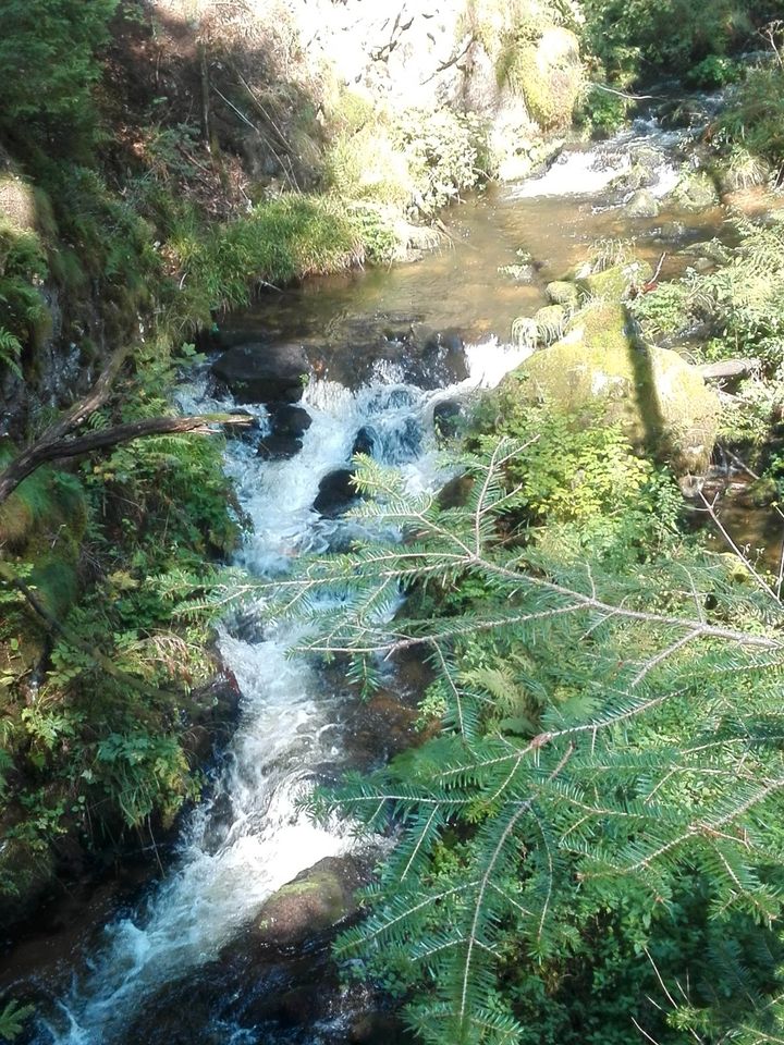 Ferienwohnung Südschwarzwald in Herrischried