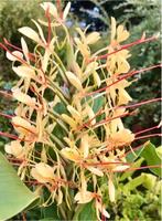 Schmetterlingsingwer Hawaii Ingwer Zieringwer Ginger Berlin - Treptow Vorschau