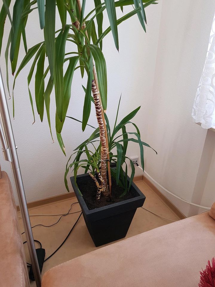 Zimmerpflanze Yukka Palme in Forst