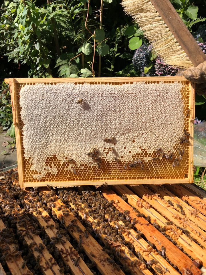 Ableger von Bienenvölkern in Oldenburg