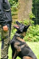 Hunde Fotografie Rheinland-Pfalz - Zell (Mosel) Vorschau