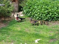 Brautenten Enten Paar Baden-Württemberg - Neresheim Vorschau