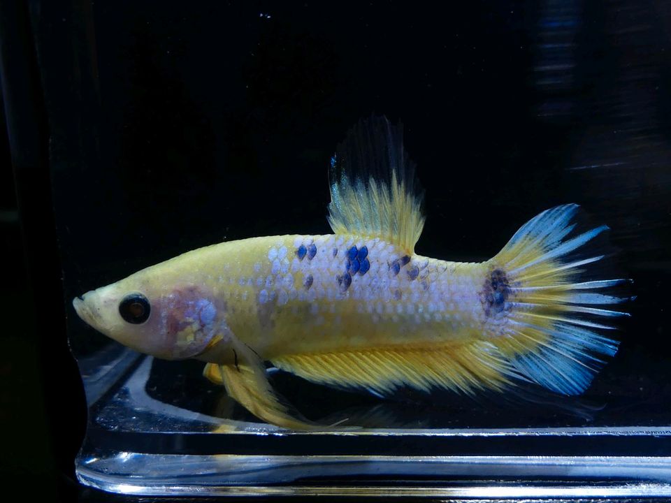 ⭐ Yellow Marble Betta Splendens Kampffisch Nano-Cube in Northeim